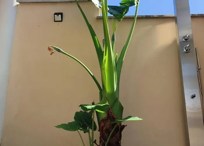 度假居 Relaxroombeach 安齐奥